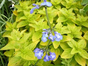 Salvia forreri-0