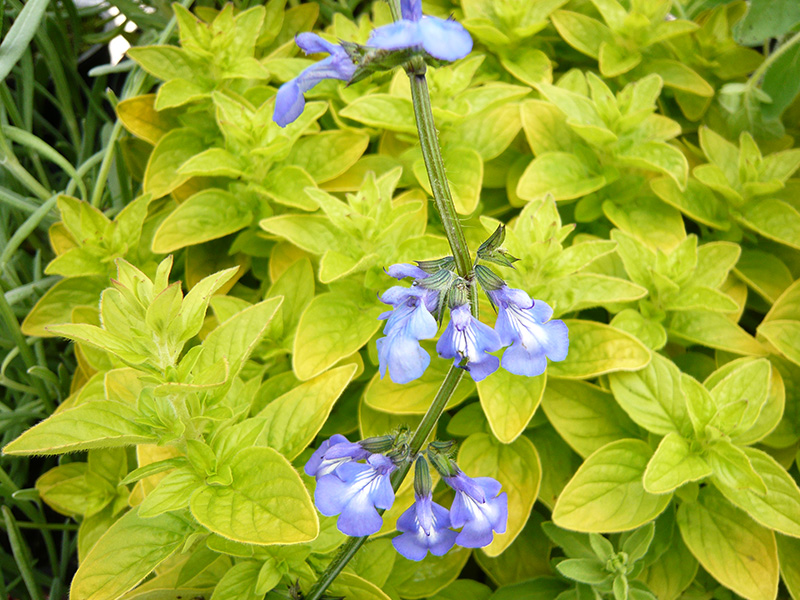 Salvia forreri-0
