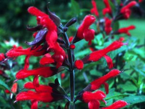 Salvia fulgens-0