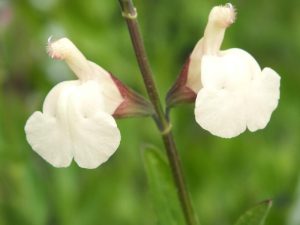 Salvia greggii 'Creme Caramel'-0