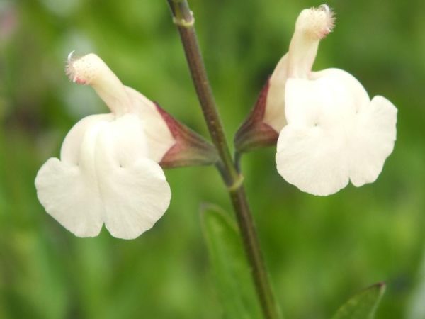 Salvia greggii 'Creme Caramel'-0