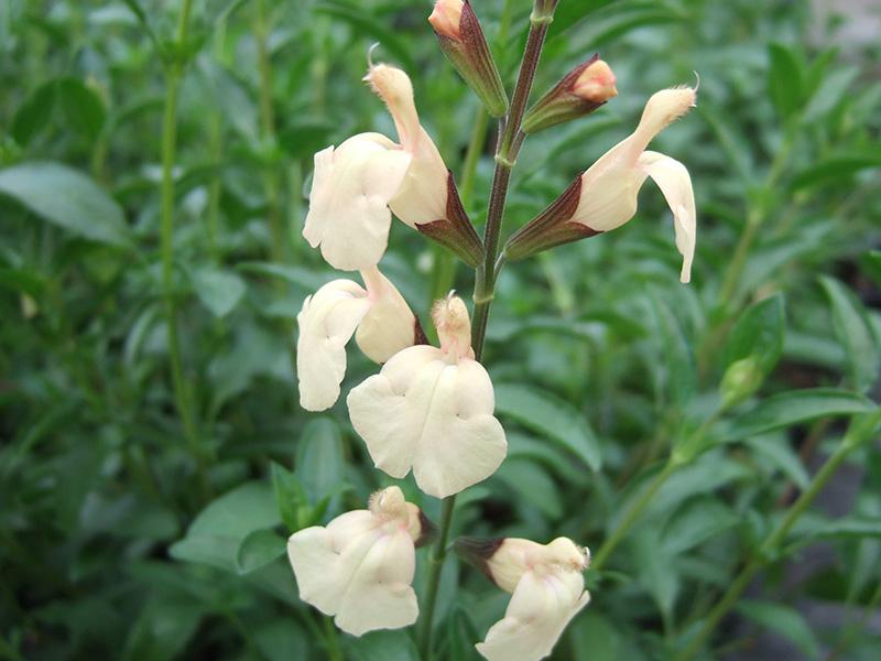 Salvia greggii 'Creme Caramel'-1381