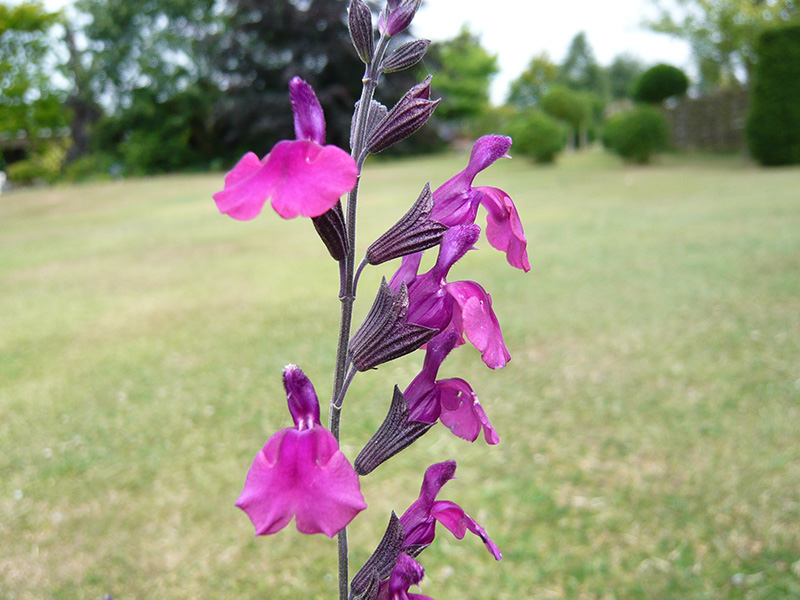 Salvia greggii 'Diane'-1380
