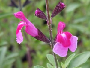 Salvia greggii 'Icing Sugar'-0