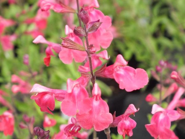 Salvia greggii 'Lipstick'-0