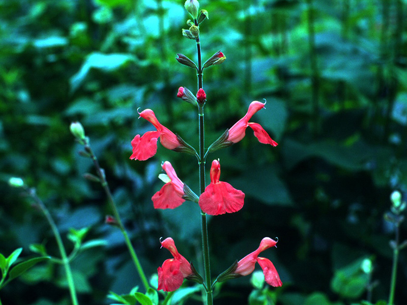 Salvia greggii 'Peach'-1385