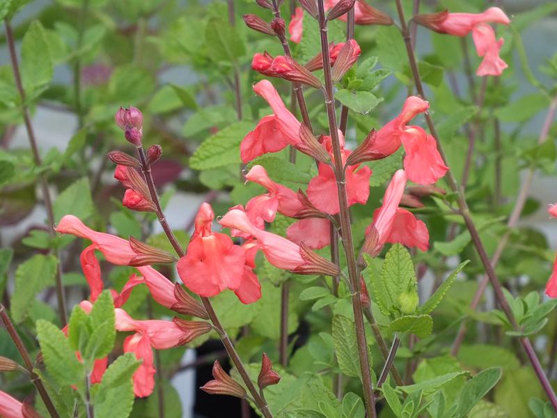 Salvia greggii 'Peach'-0