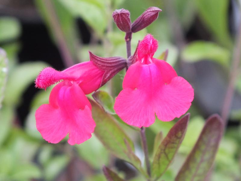 Salvia greggii 'Pink Preference'-5532