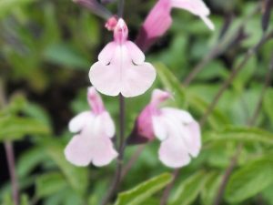 Salvia greggii 'Stormy Pink'-0