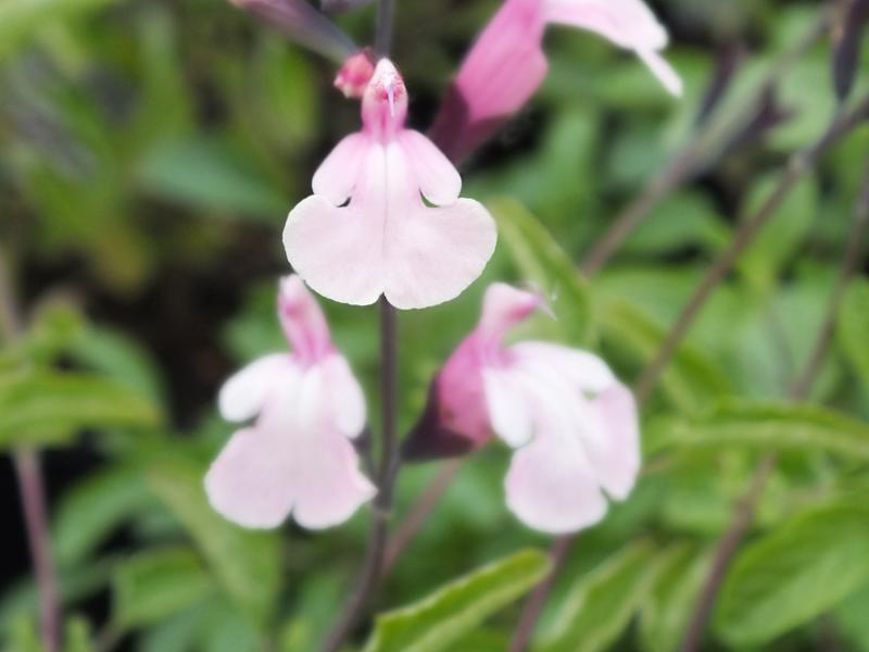 Salvia greggii 'Stormy Pink'-0