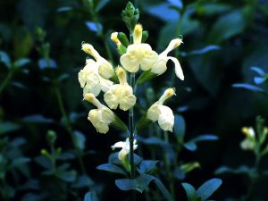 Salvia greggii 'Sungold'-0