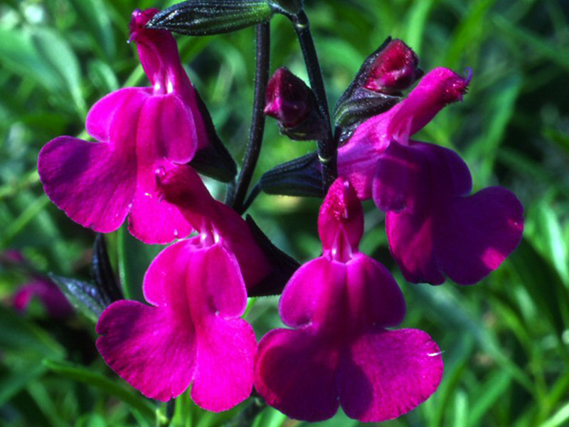 Salvia greggii x lycioides-0