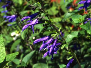 Salvia guaranitica 'Blue Enigma'-0