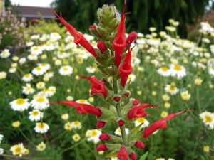 Salvia haenkei 'Prawn Chorus'-0
