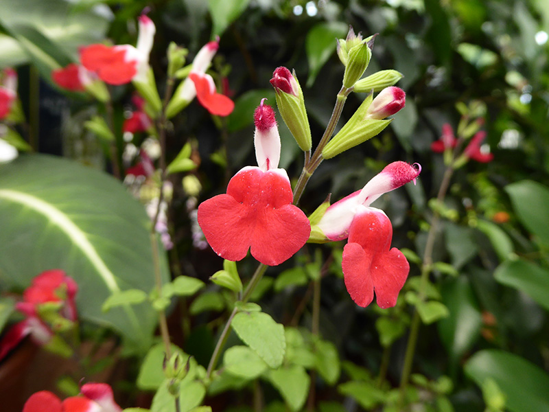 Salvia x jamensis 'Hot Lips'-13130