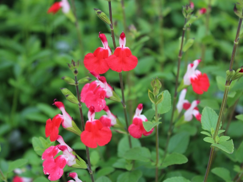 Salvia x jamensis 'Hot Lips'-11900