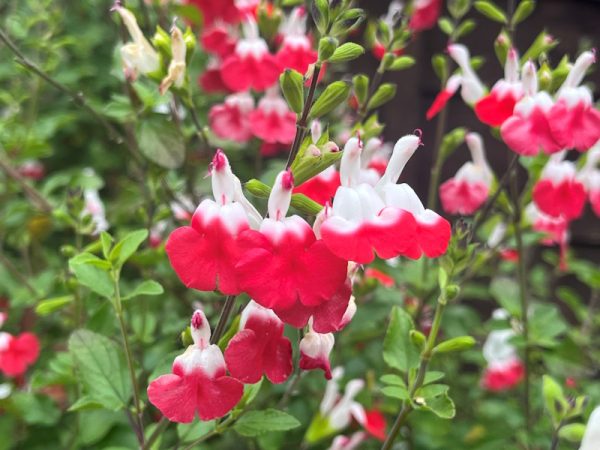 Salvia x jamensis 'Hot Lips'-0