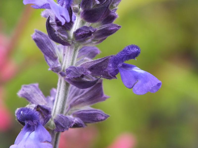 Salvia 'Indigo Spires'-0