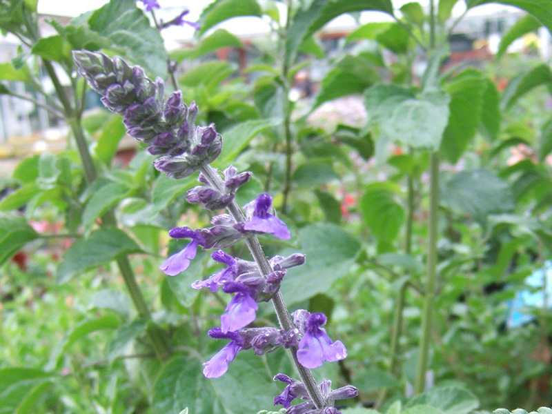Salvia 'Indigo Spires'-1399