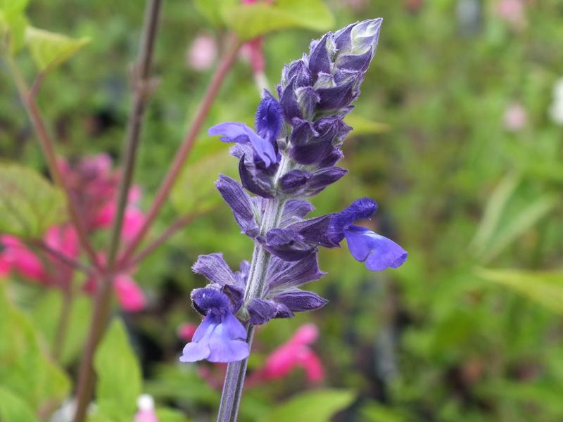 Salvia 'Indigo Spires'-5508