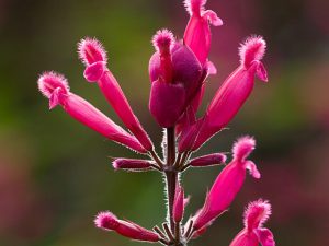 Salvia involucrata 'Bethellii'-0