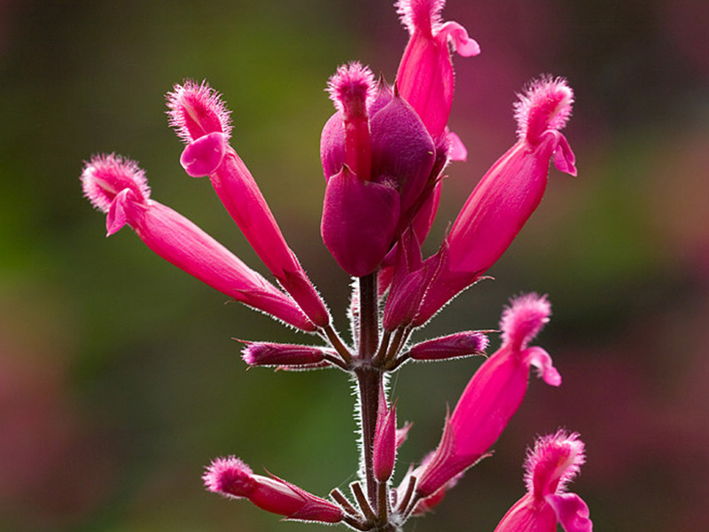 Salvia involucrata 'Bethellii'-0