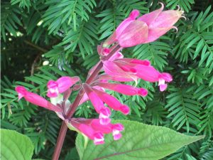Salvia involucrata 'Boutin'-0