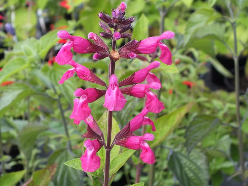 Salvia involucrata 'Joan'-5503