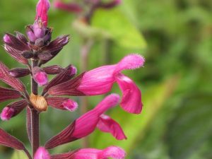 Salvia involucrata 'Joan'-0