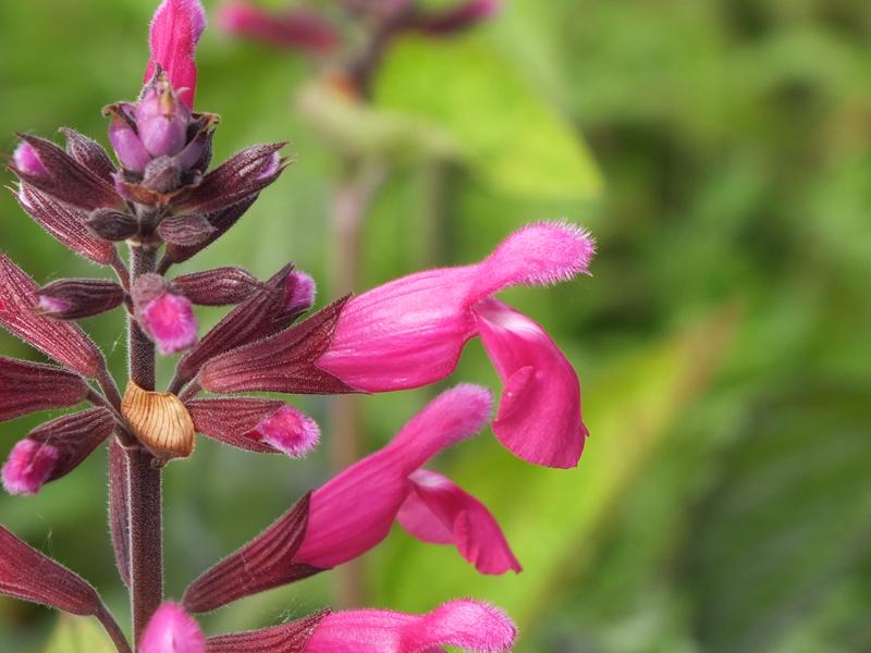 Salvia involucrata 'Joan'-0