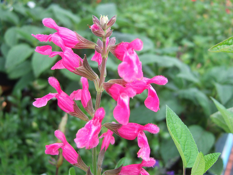 Salvia involucrata 'Joan'-1662