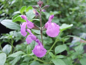 Salvia x jamensis 'Javier'-0
