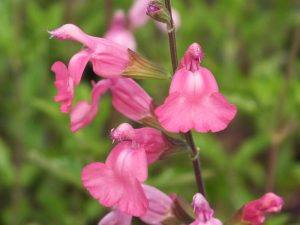 Salvia x jamensis 'La Siesta'-0