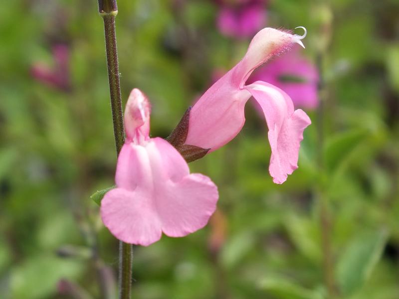 Salvia x jamensis 'La Tarde'-0