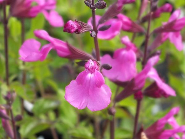 Salvia 'Larasha'-0