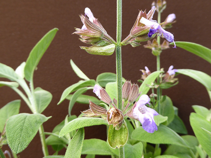 Salvia lavandulifolia-13049