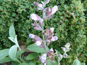 Salvia lavandulifolia-0
