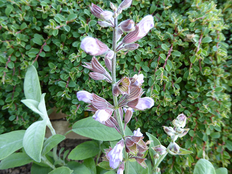 Salvia lavandulifolia-0