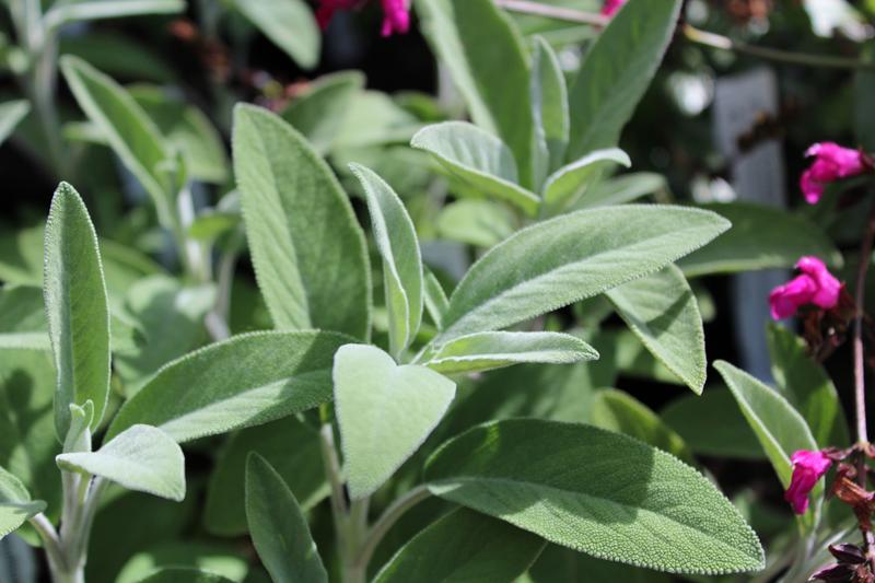 Salvia lavandulifolia-9180