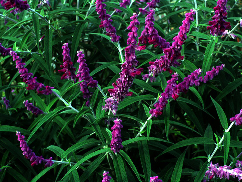 Salvia leucantha 'Purple Velvet'-0