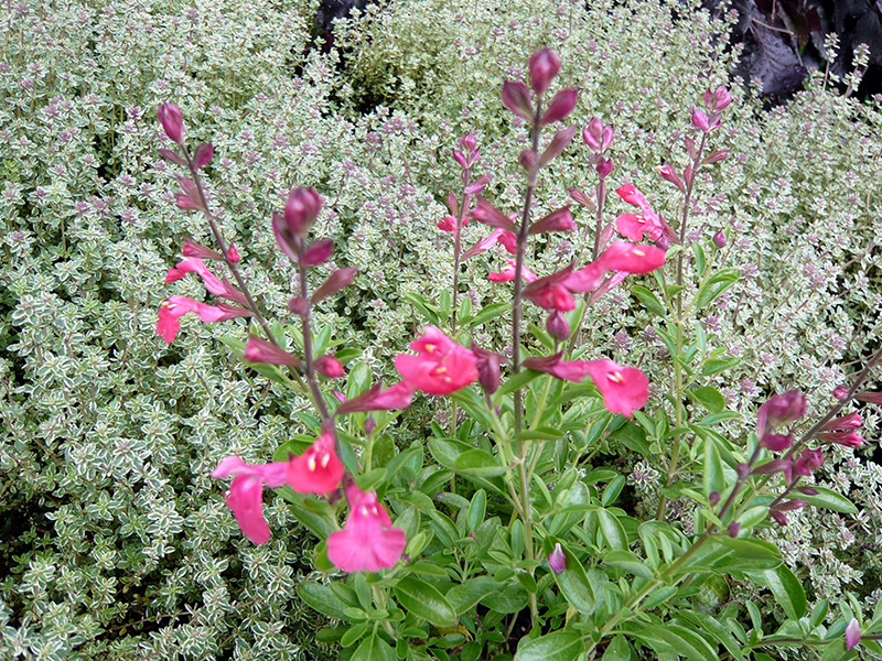 Salvia greggii 'Lipstick'-1383