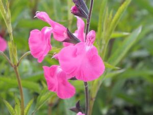 Salvia microphylla 'Wild Watermelon'-0