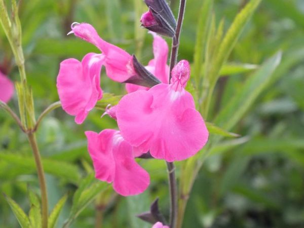 Salvia microphylla 'Wild Watermelon'-0