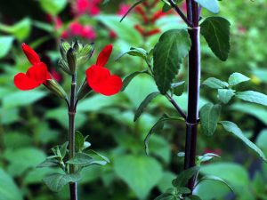 Salvia microphylla 'Belize'-0