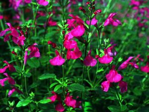 Salvia microphylla 'Cerro Potosi'-0