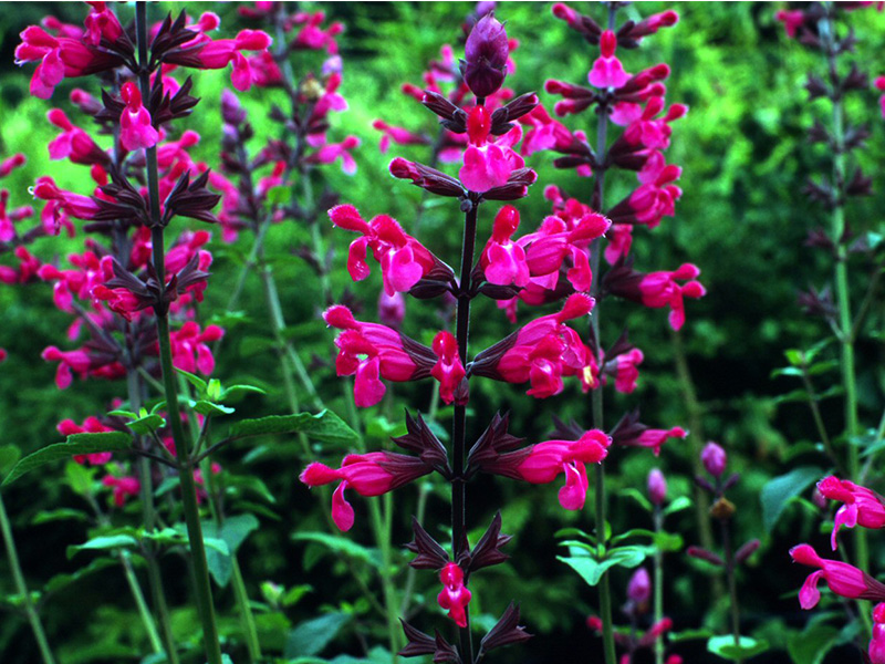 Salvia 'Mulberry Jam'-1426