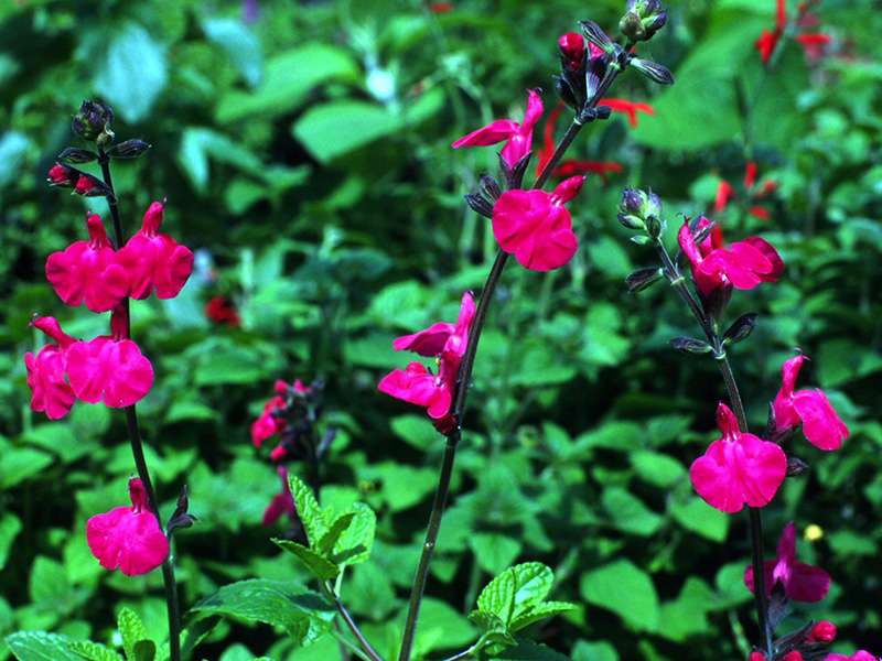 Salvia microphylla 'Pink Blush'-1422