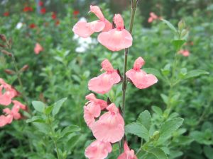 Salvia microphylla 'Ribambelle'-0