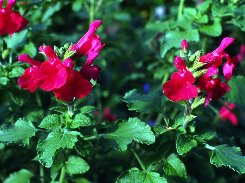 Salvia microphylla 'San Carlos Festival'-1424