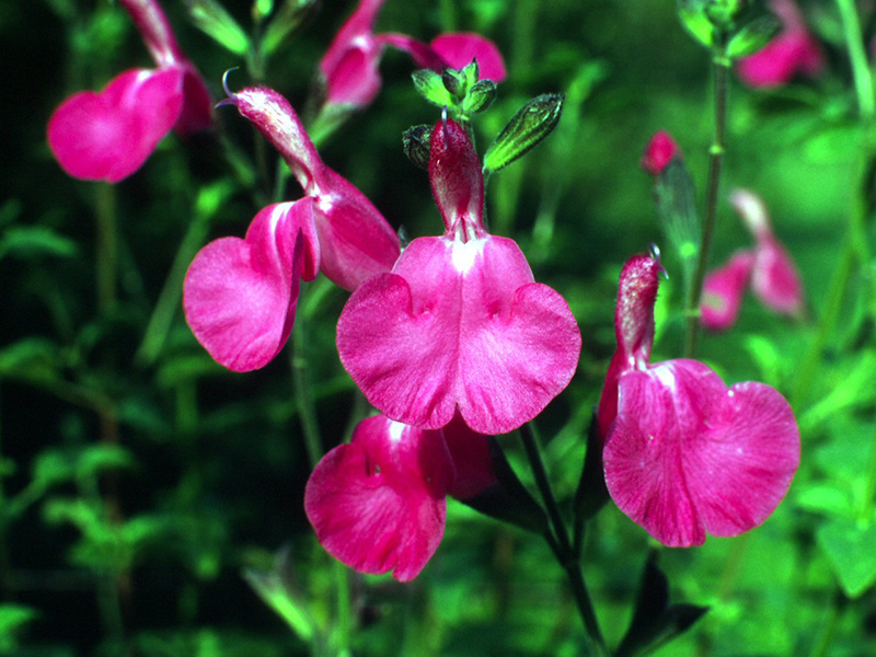 Salvia microphylla 'Wild Watermelon'-1425